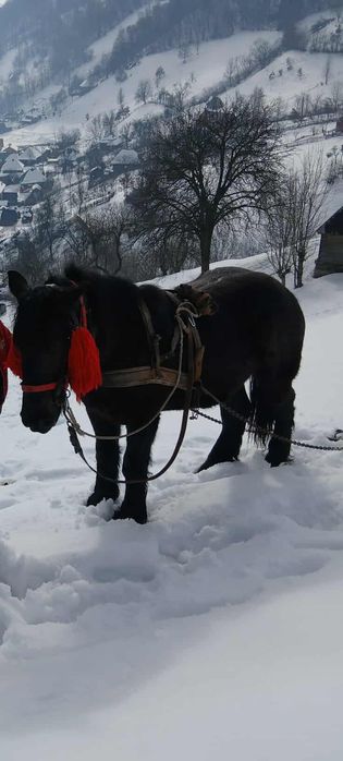 Mânz de 2 ani de vanzare potcovit și prins la ham