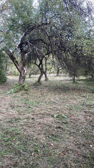 Vand teren Borlova-Muntele Mic-cu Proiect de Cabana