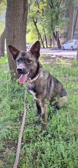 Девочка в добрые руки НЕ на цепь