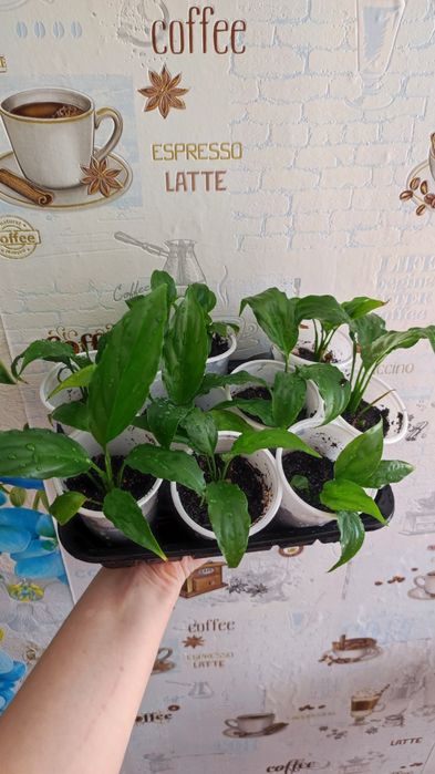 Продам женское счастье