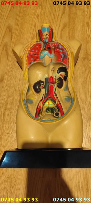 manechin corp uman anatomic 44cm ptr anatomie
