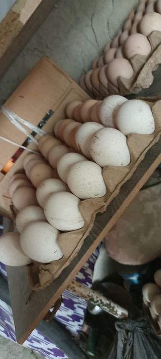 Курка тухумлари сотилади