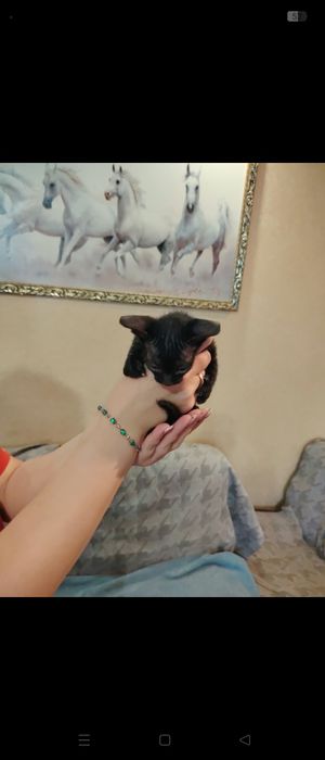 Котята породы сфинкс