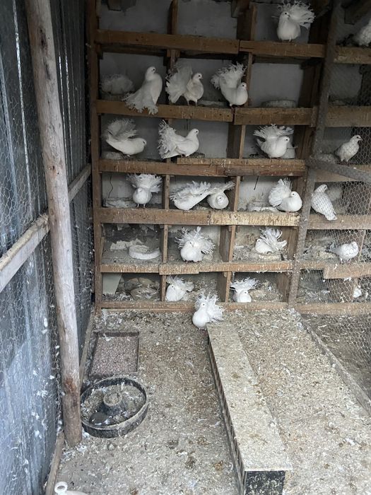 Porumbei voltati albi