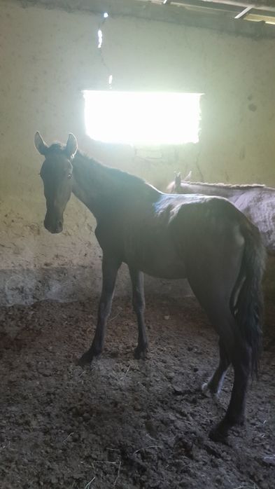 Дәу тайлар сатылады