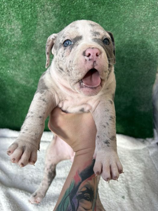 Американски булита