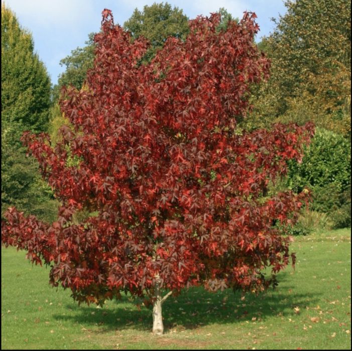 Liquidambar Styraciflua