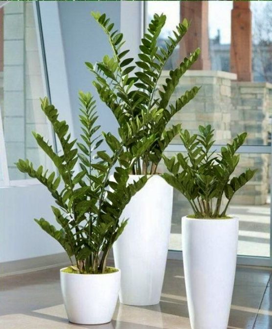 Цветы офисные растения Ofis gullari GUL Оптом!