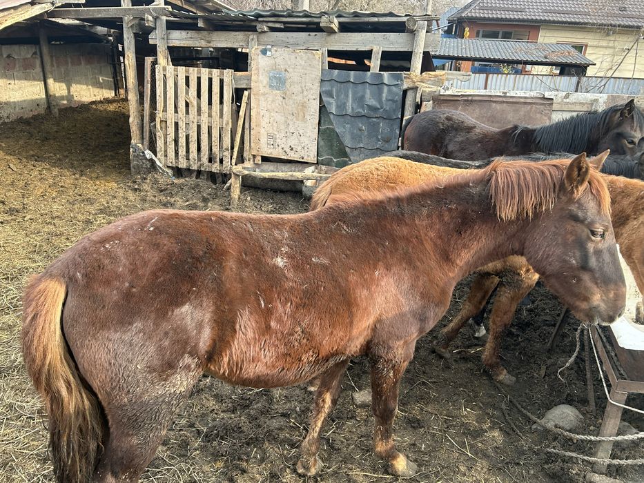 Продам Семь Лошадей