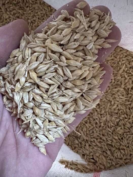 Vand orzoaica de primavara planet C1