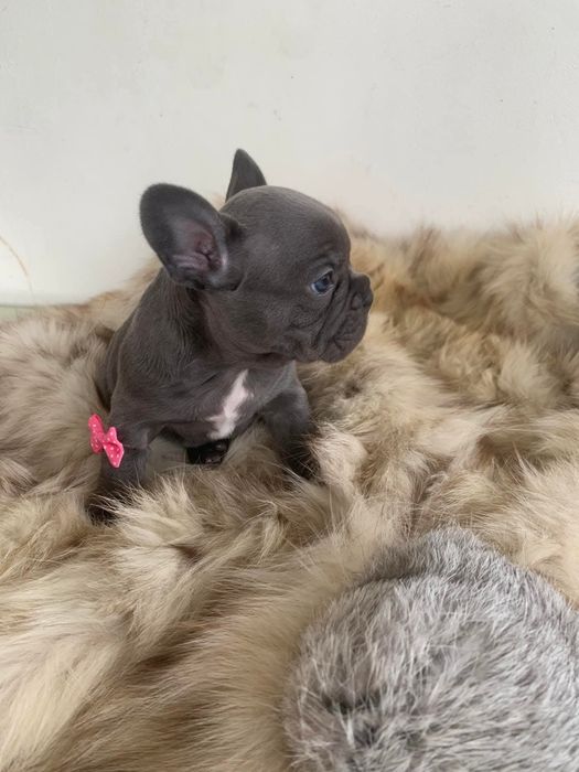 Френски сини булдоци момиче и момче