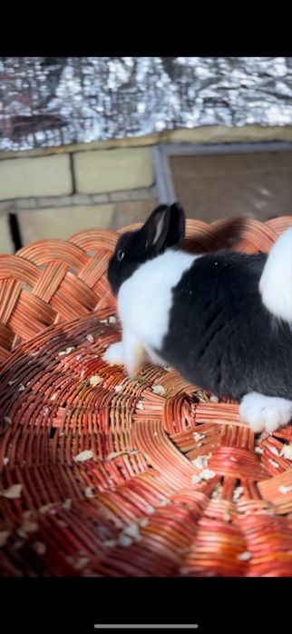 Karlik quyon bolalari