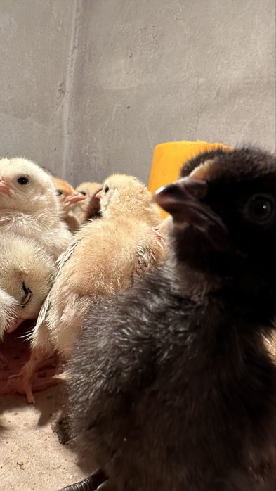 Продам цыплят: суточных, недельных