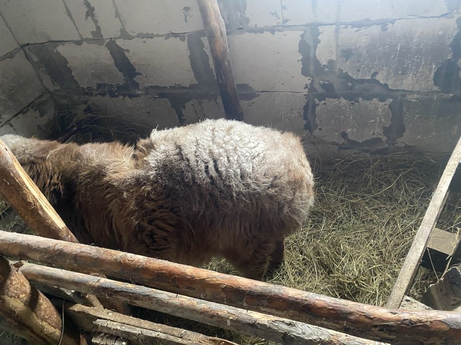 Продам племянного кошкара