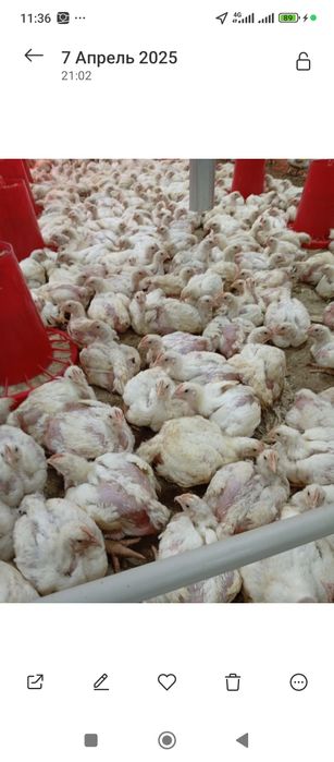 Продам цыплят бройлер оптом и в розницу