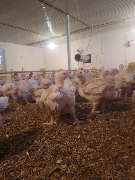 Бройлер росс 308 Шымкент