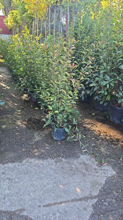Photinia diferite forme si dimensiuni