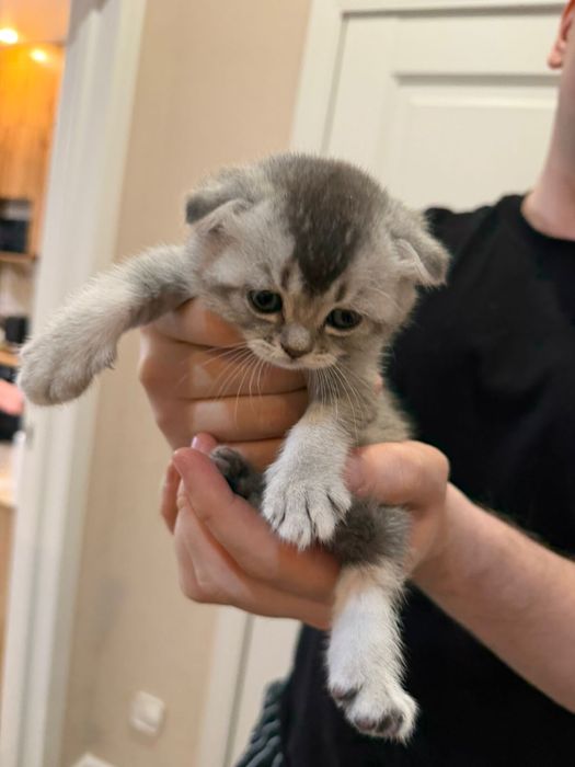 Шотланские пушистики серебро