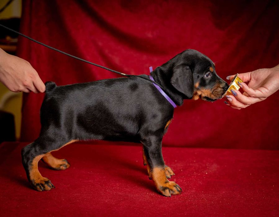 Щенки добермана с купированными ушами