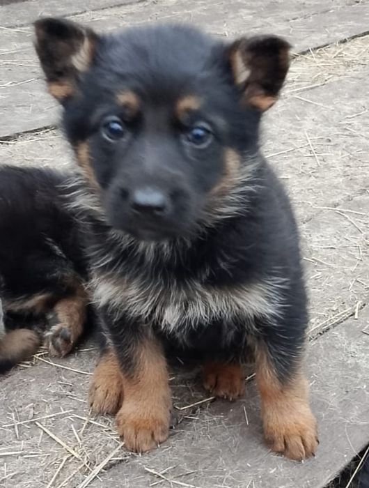 Щенки немецкой овчарки 2 месяца