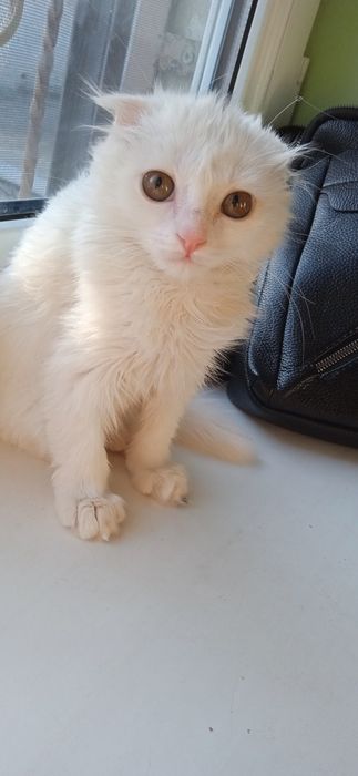 Mushuk sotiladi zoti fold muzuk