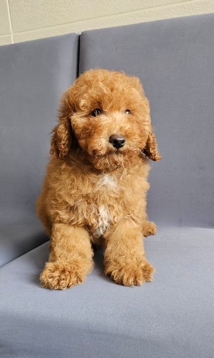 Băiat Caniche Miniatura
