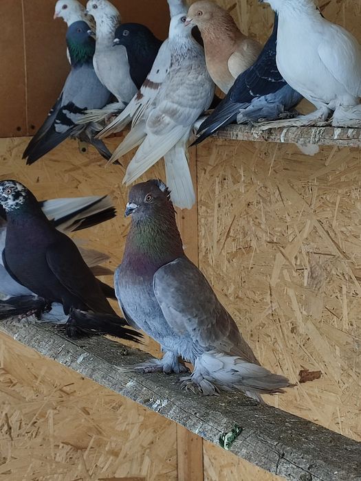 Голубь племенной