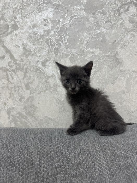 Продам котенку девочка
