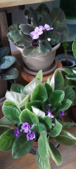 Комнатные цветочки