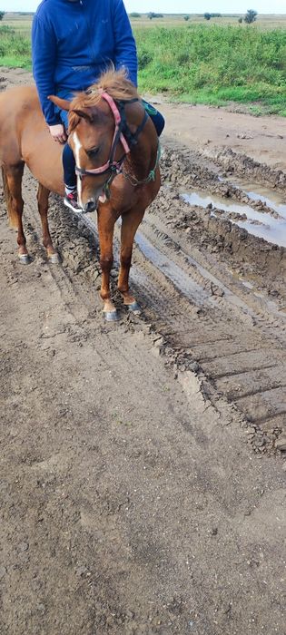 Продам жеребца Айғыр