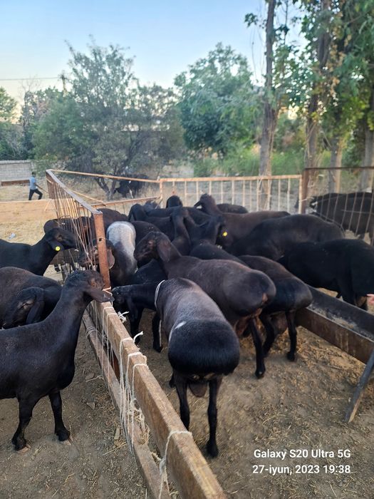 Qassob xizmati кассоб хизмати