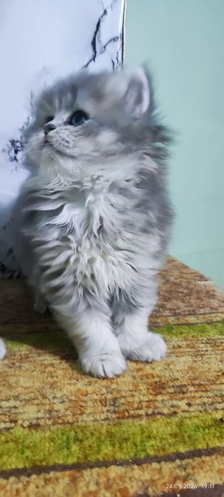 Котята скотиш страйт
