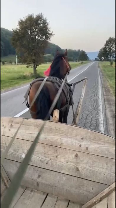 De vanzare manz de 2.5 ani