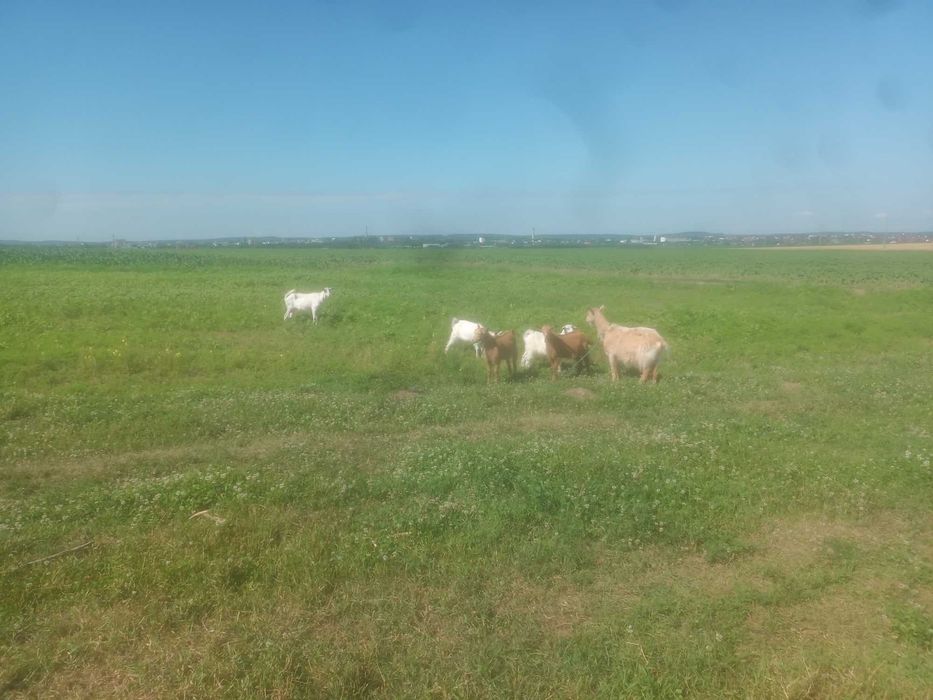 Vând  4 oi, 5 capre, 1 berbec și 5 iezi pret avantajos