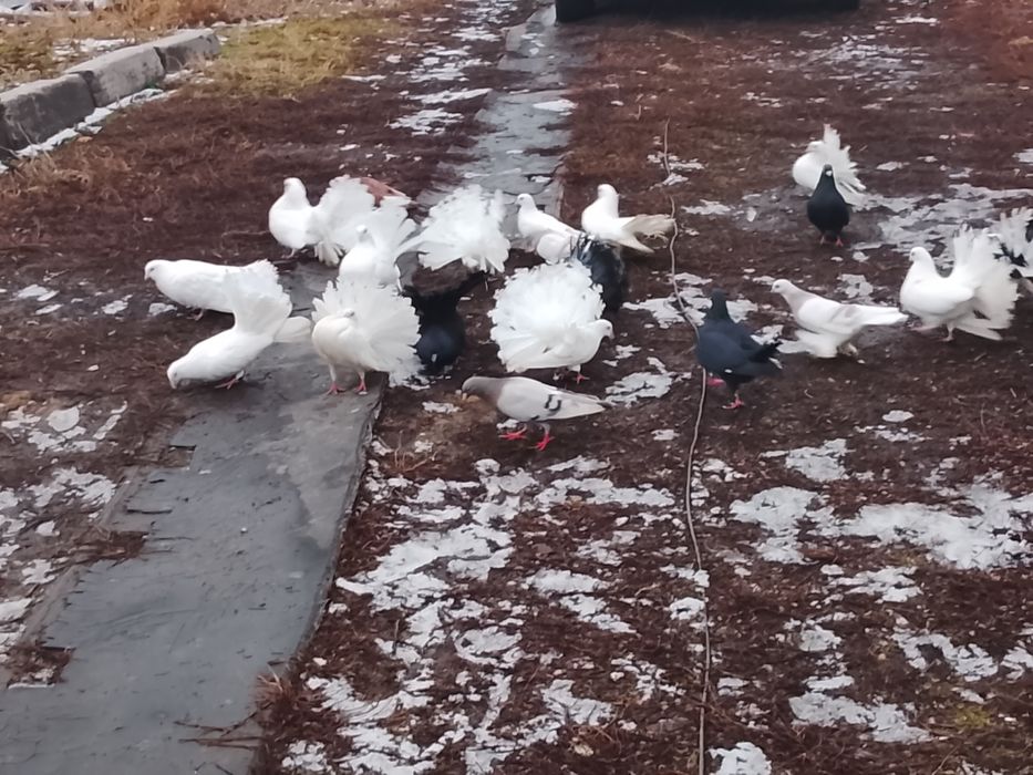 Продаются голуби павлины