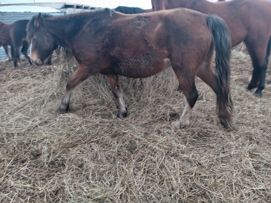 Продам қабыл яловую