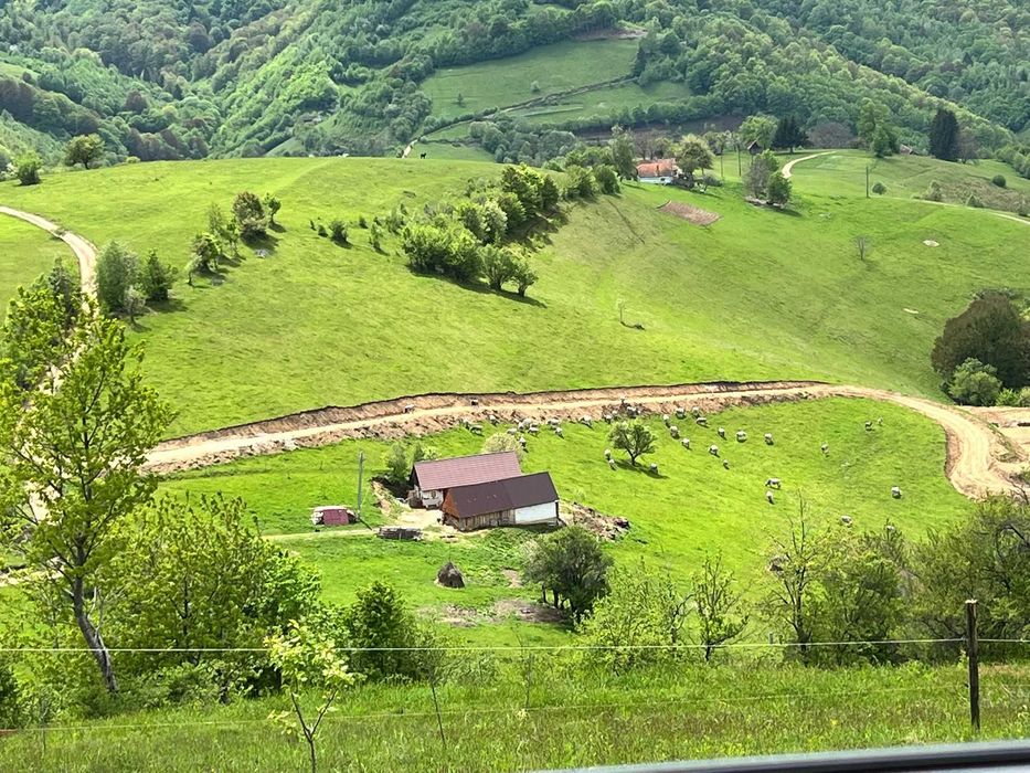 LICHIDARE FERMĂ – Vând Vaci Rasa Sură de Stepă (Lot Complet / Individual)