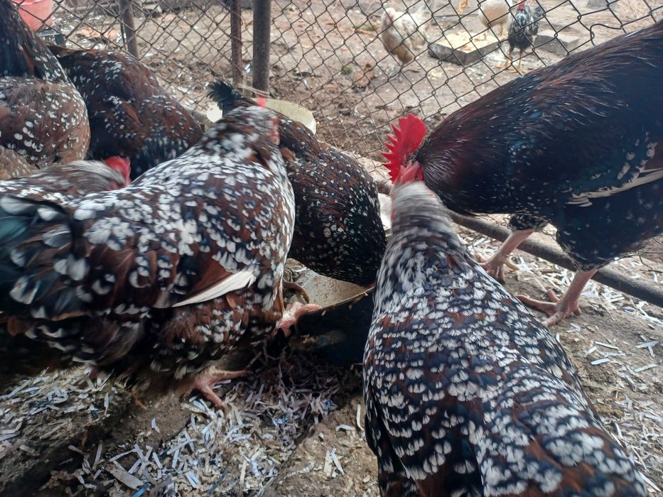 Ouă de sussex porțelan