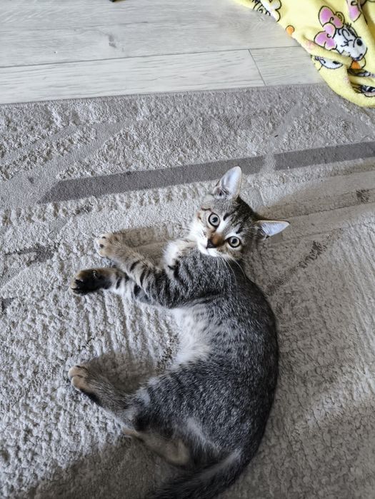 Отдам котят ,очень игривые !!!