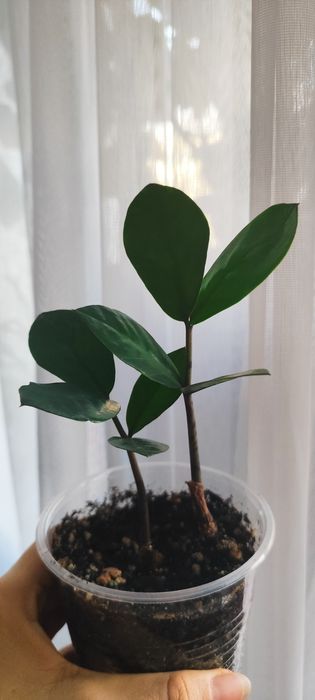 Замиакулькас побеги