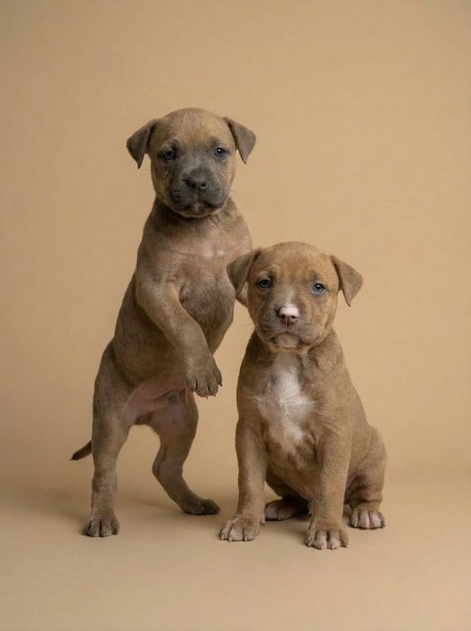 Готовятся к продаже.