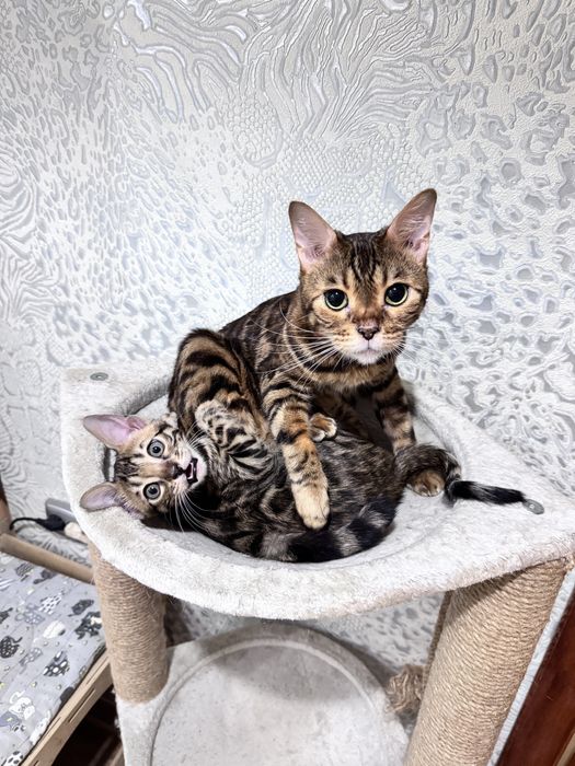 Бенгальский котенок, девочка