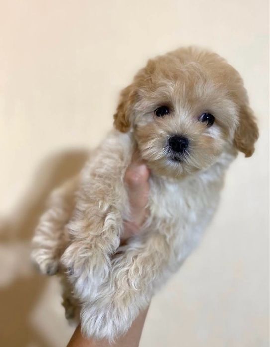 Щенята Мальтипу МИНИ