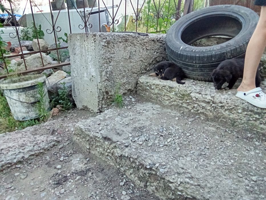 Отдам в добрые руки щенки.