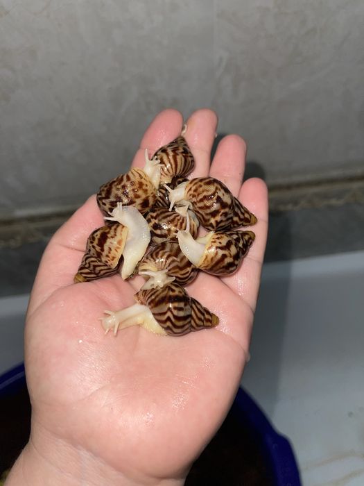 Ideal bogan Ulitkala sotuvda borr