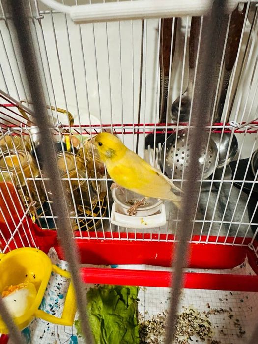 Kanareka juda zur sayraydi