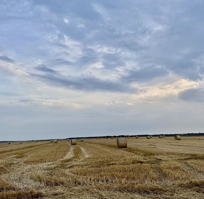 Baloti din paie de grau