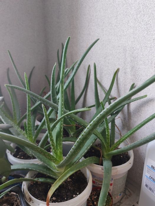 Продам алоэ для лечения
