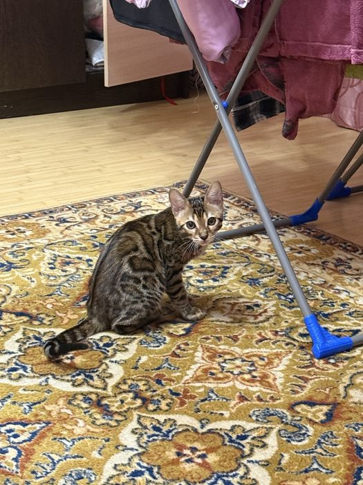 бенгальский котенок отдам
