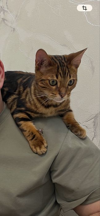 Бенгальский кот, 7-8 месяцев, мальчик